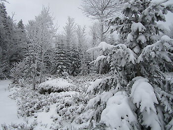 Bayerischer Wald Winter